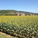 sunflowers in italy