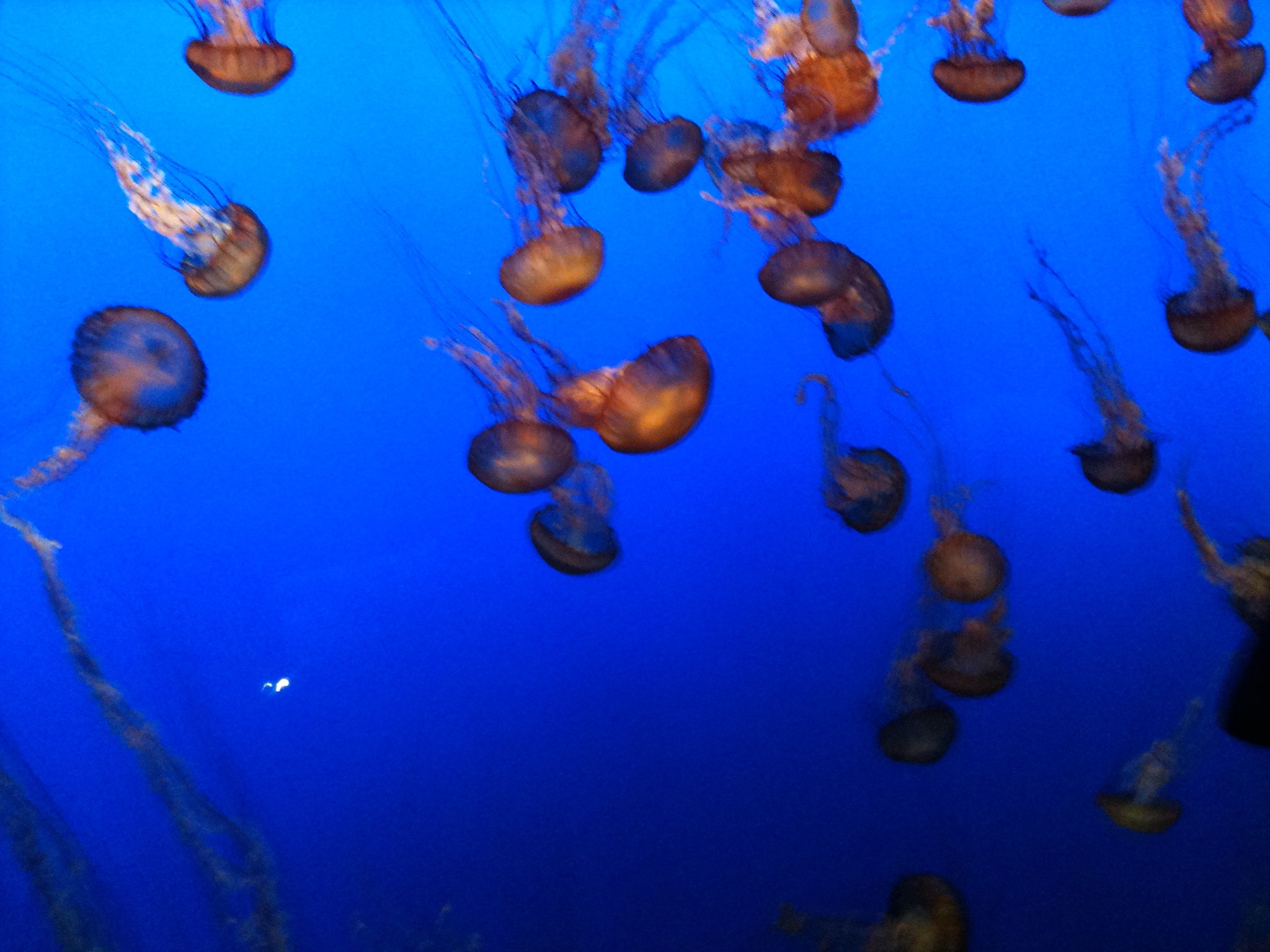Jellyfish at the Monterey Bay Aquarium 