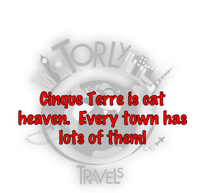 travel tip cinque terre is cat heaven