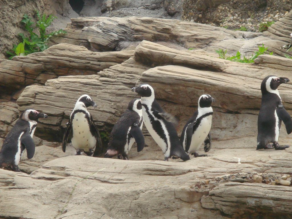 penguins at the NY Aquarium
