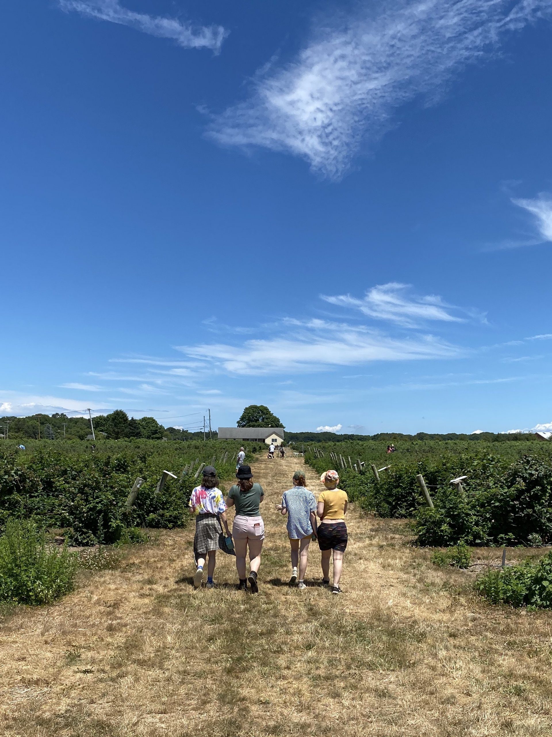 Long Island berry picking with teens